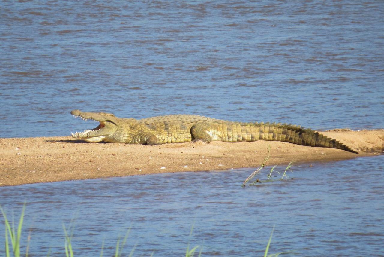 Crocodile Bridge Safari Lodge Komatipoort Extérieur photo